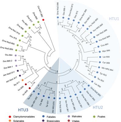 Plant Nitrate Reductases Regulate Nitric Oxide Production and Nitrogen-Fixing Metabolism During the Medicago truncatula–Sinorhizobium meliloti Symbiosis